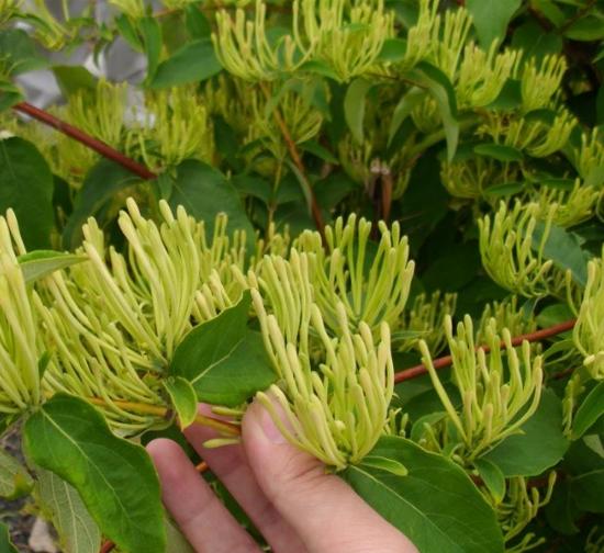 宜宾菊花种植基地