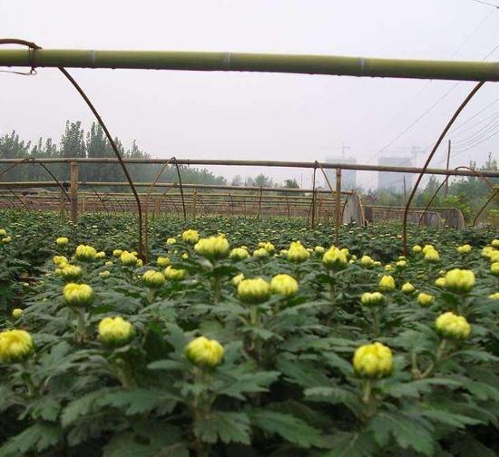 佳木斯菊花种苗基地