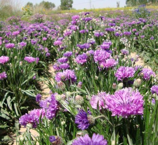 湖北 菊花种植